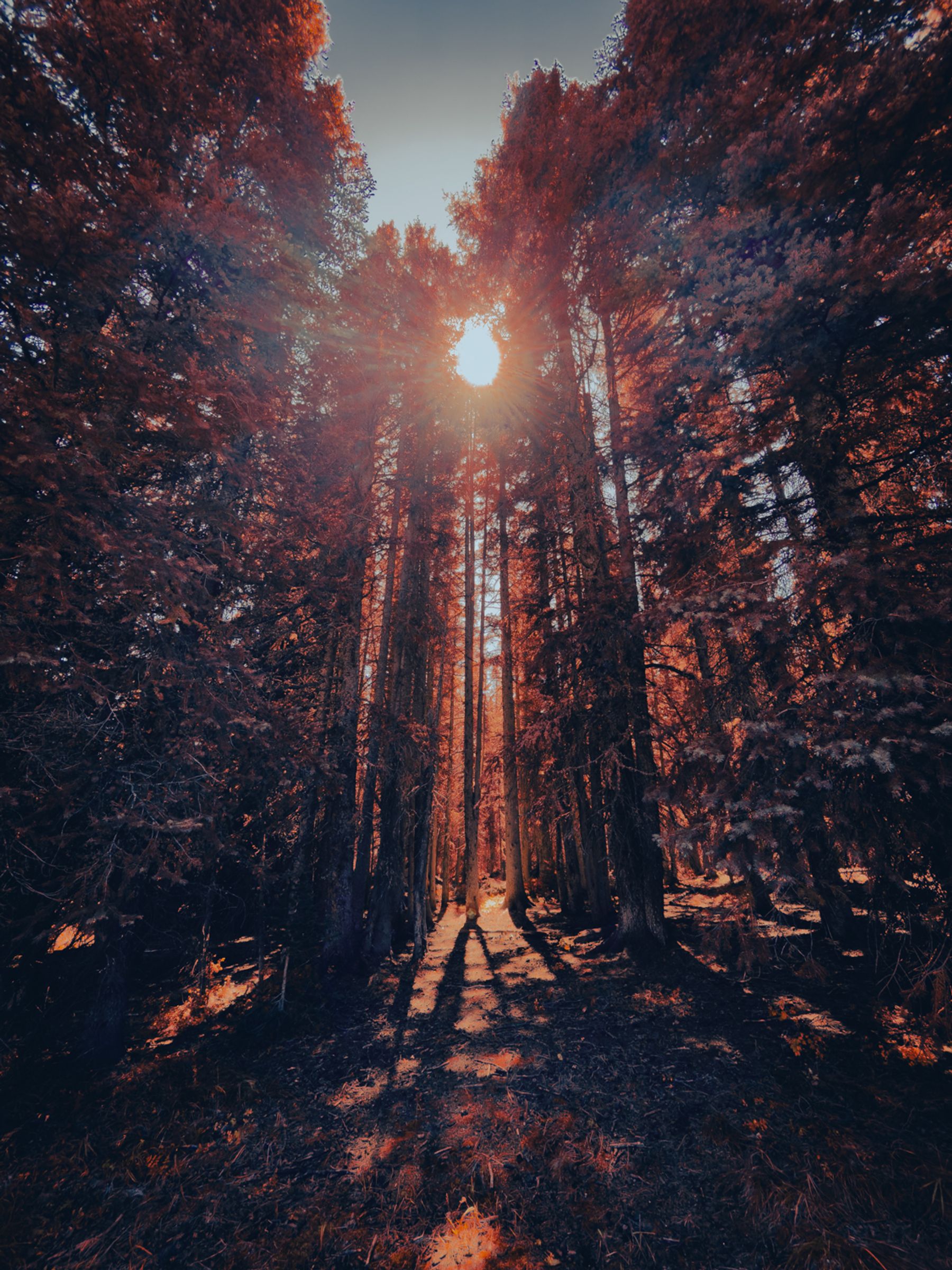 Sun Peaks Through Forest Trees